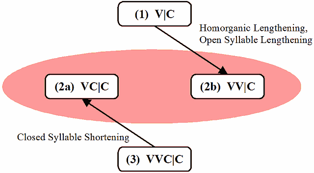 Homorganic Lengthening, Open Syllable Lengthening, and Closed Syllable Shortening