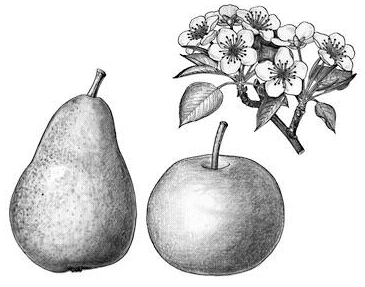 Pear and Japanese Pear