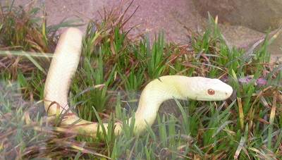White Snake of Iwakuni