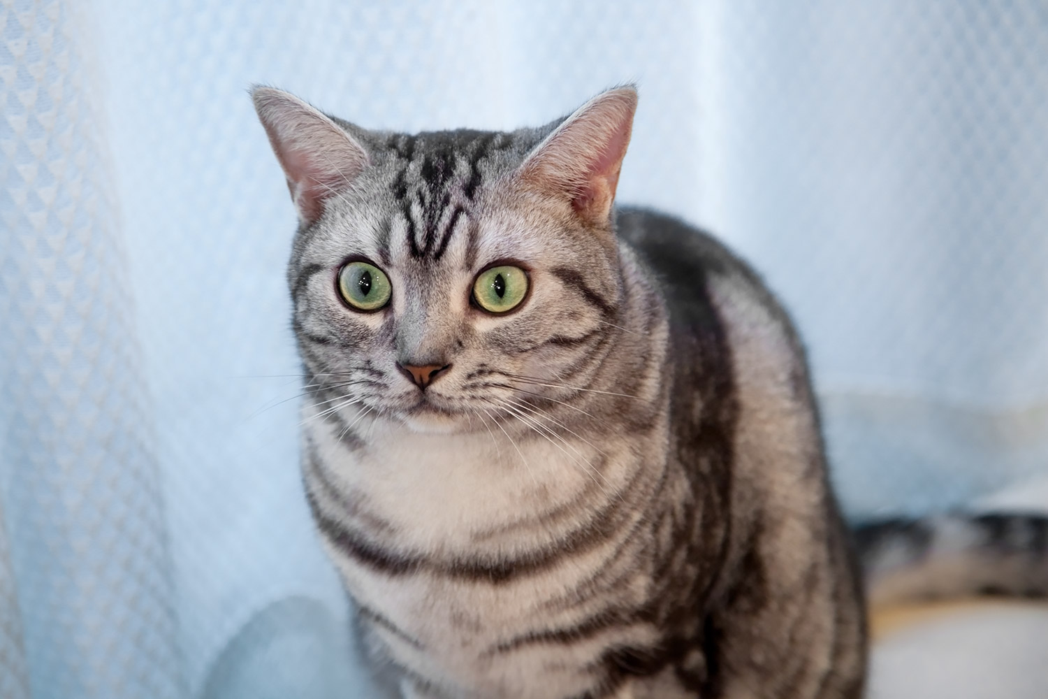 cat beginners ペット初心者におすすめの猫種